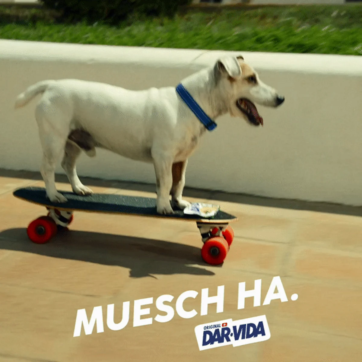 Visuel DAR-VIDA « Muesch ha » avec un chien sur un skateboard.