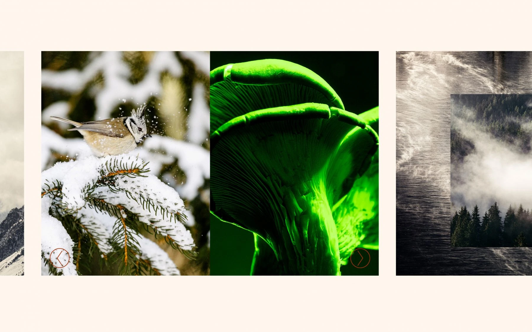 Composition du site Guarda Val associant oiseau, feuille verte et paysage de brume.