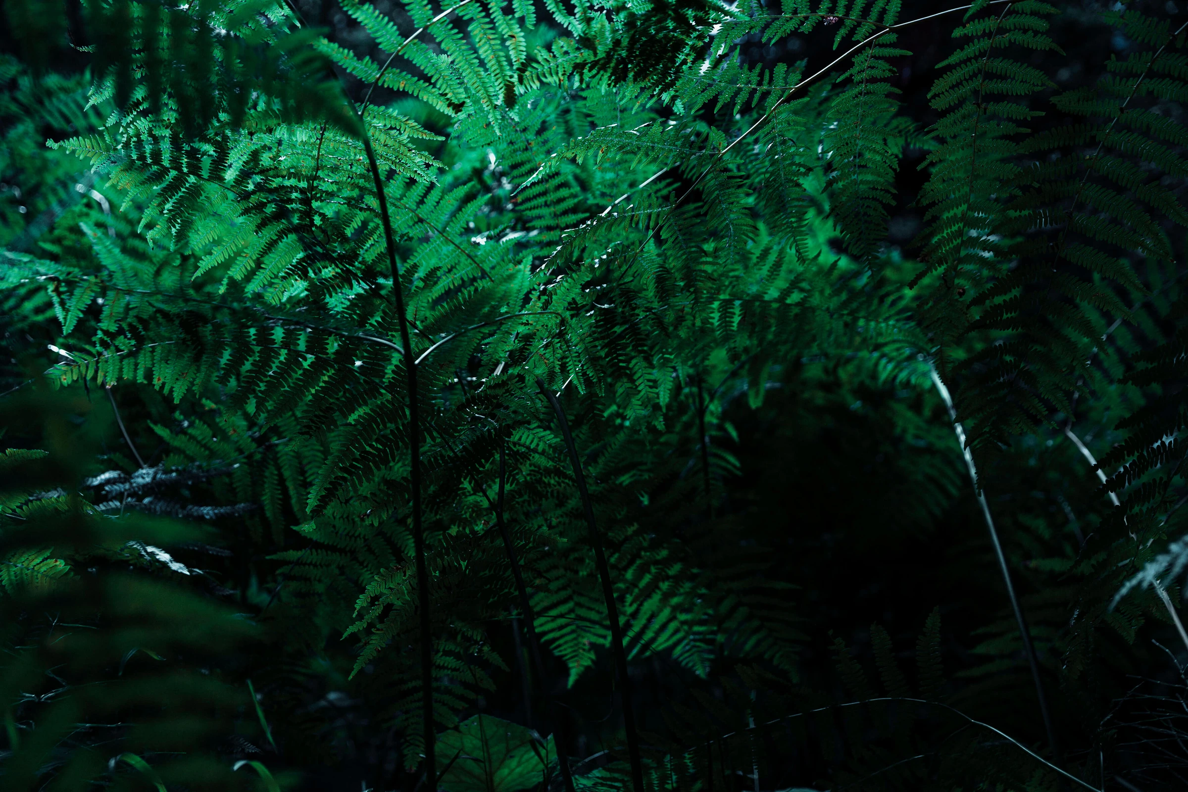 Fougères éclairées de vert dans la série photographique Guarda Val.