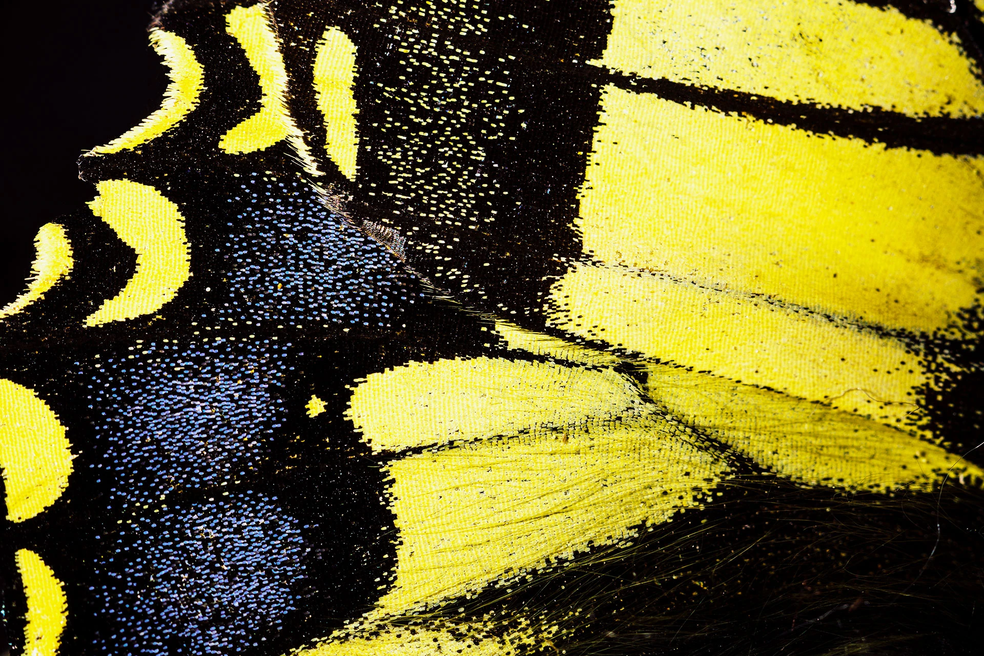 Détail jaune et noir d’une aile de papillon dans la série Guarda Val.