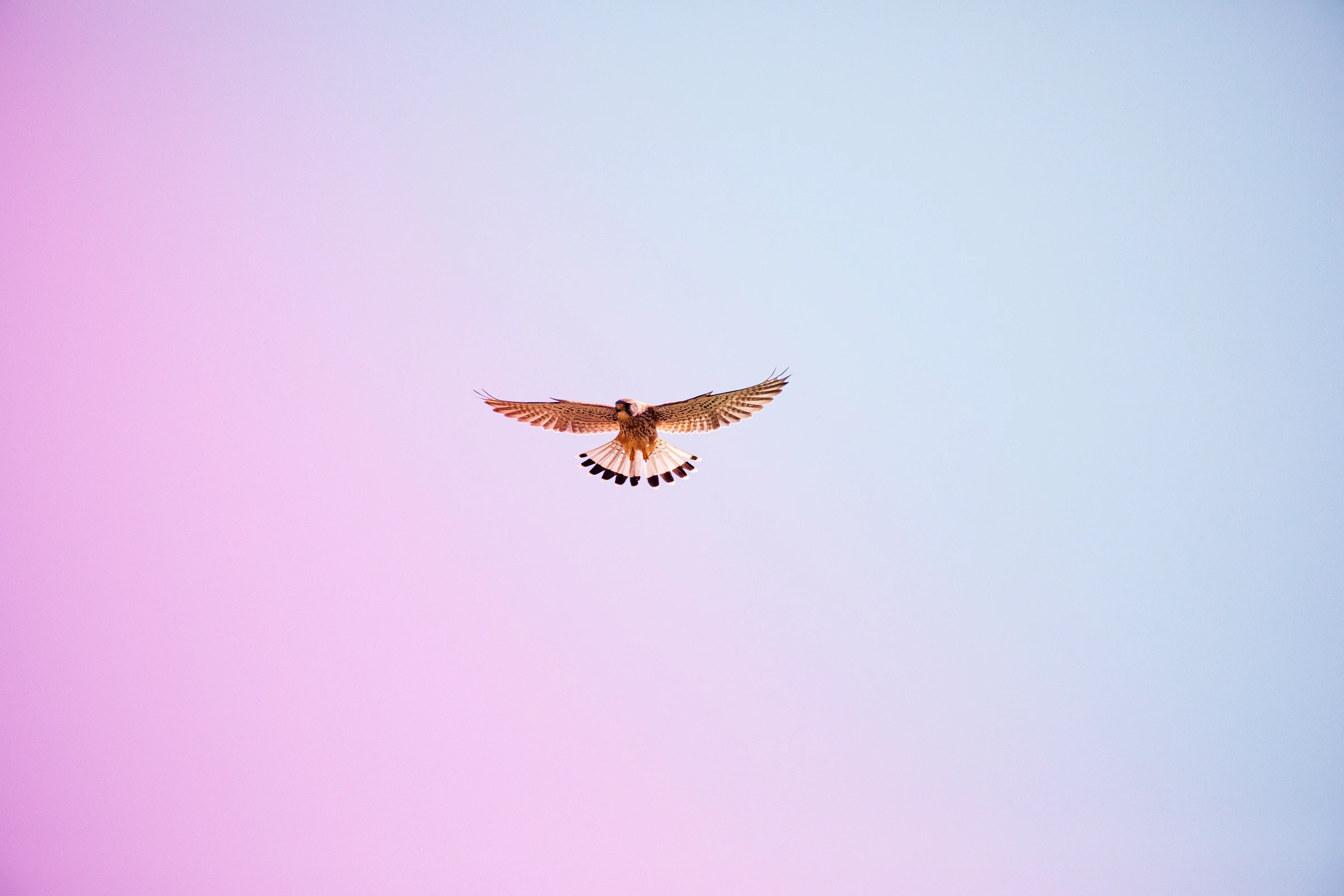 Oiseau en vol sur un ciel teinté de rose, photographie Guarda Val.