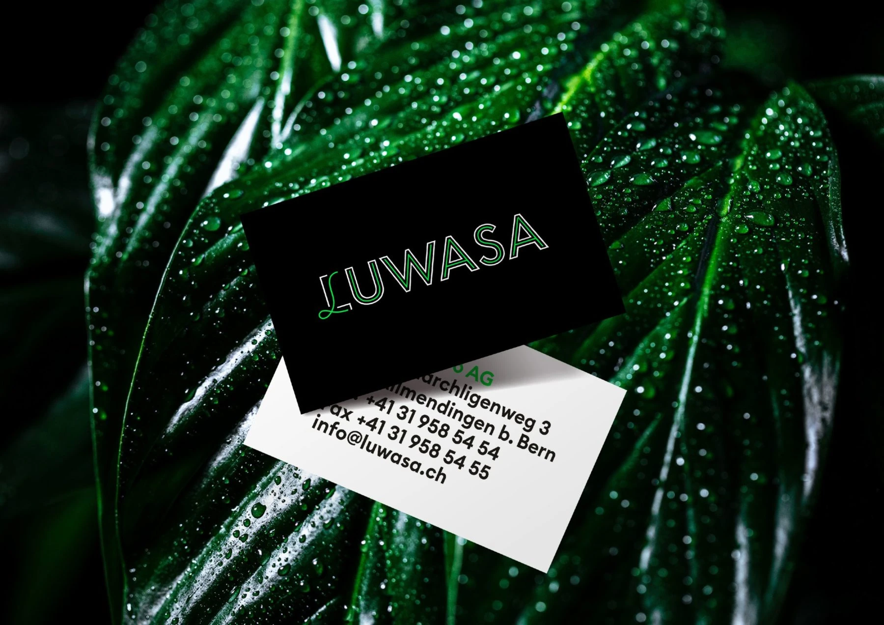 Cartes de visite Luwasa noires et blanches sur une feuille couverte de gouttes.