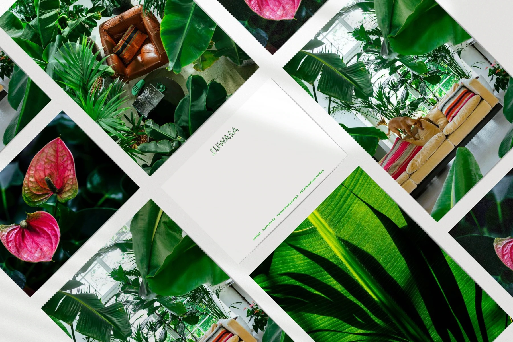 Cartes postales Luwasa avec photographies de plantes et d’intérieurs végétalisés.